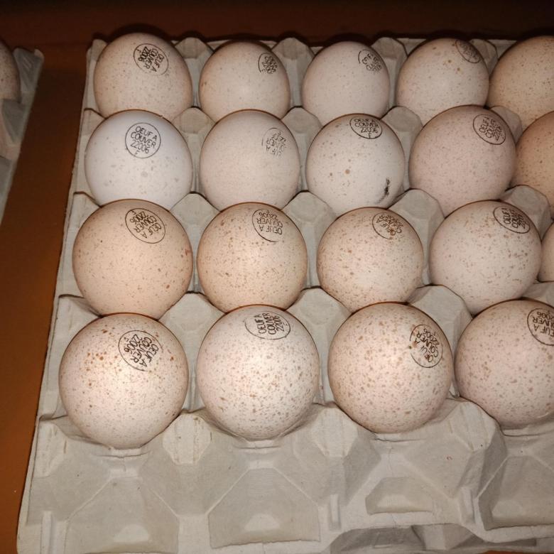 Купить яйца иркутск. Инкубационное яйцо Биг 6. Инкубационное яйцо Кобб 500. Инкубационное яйцо бройлера Кобб 500. Инкубационное яйцо индейки Биг 6.